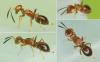 Eupelmus sp.
